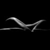 Naked Woman Sexy Silhouette Sensual 600nw 329178950